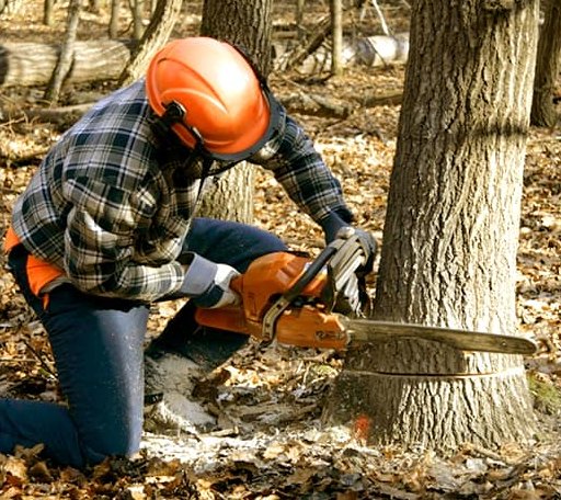 Tree Removal in Port Wing, WI
